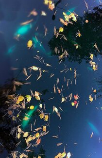 Koi Color Awards Winners and Nominees