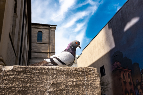 City pigeon