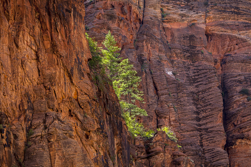 Zion Canyon Ledge