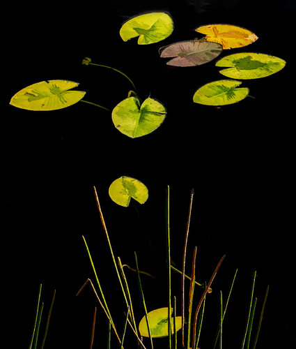 Floating Lilies