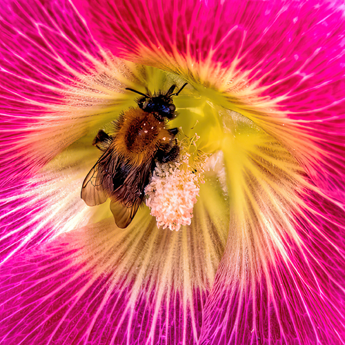 Pollenating
