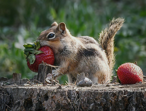 Strawberry Chipmunk