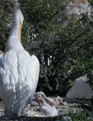 Newly Hatched Pelican Chicks Newly Hatched Pelican Chicks