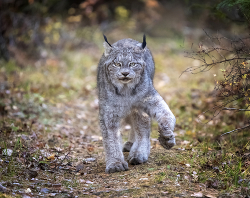 Lynx on the Prowl