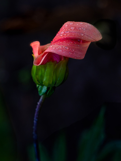 Raindrops Keep Falling on My Head Color Awards Winners and Nominees