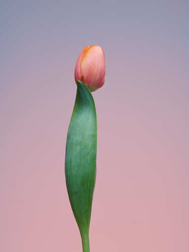 Tulip Discreet
