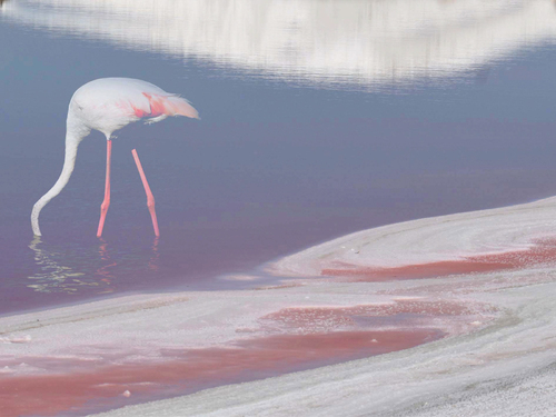 Di bianco, di rosa, d'azzurro Di bianco, di rosa, d'azzurro