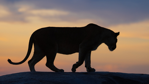 Lioness Silhouette at Sunset