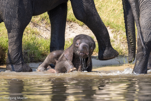 Elephant baby having a bath