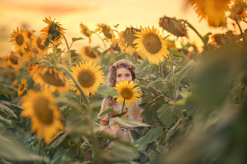 Magic of Sunflowers