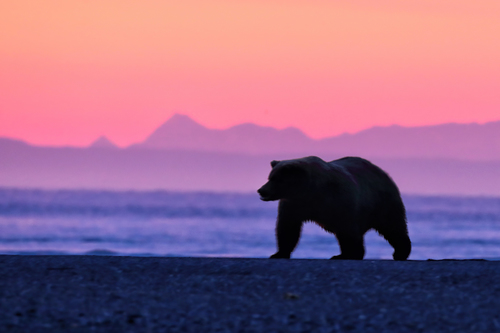 Bear at Sunrise