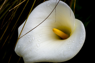 Elegance Color Awards Winners and Nominees