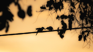 Feeding Time Color Awards Winners and Nominees