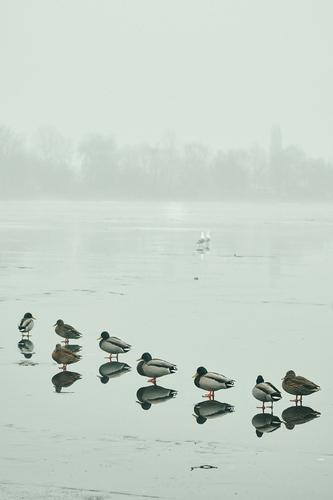 Nature and ducks. Winter. Kyiv. Ukraine
