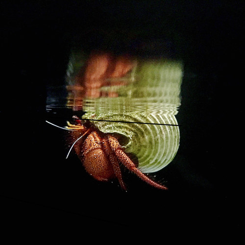 Floating Spotted Crab in Reflection