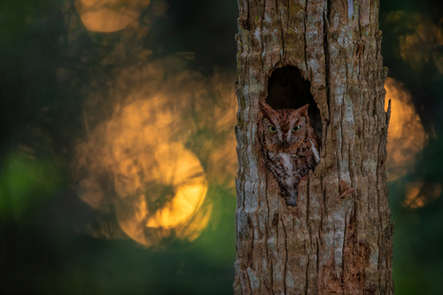 Screech Owl @ Sunset