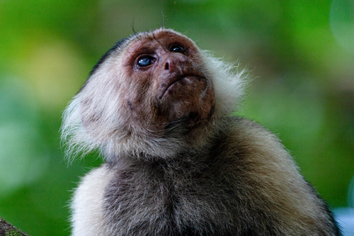 The One Eyed Capuchin Monkey