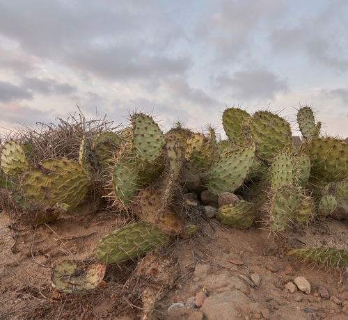 Torrey Pines Cactus