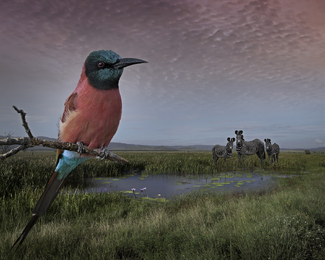 Northern Carmine Bee-eater and Grevy's Zebras Color Awards Winners and Nominees
