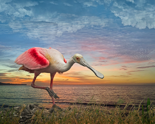 Spoonbill by the Water