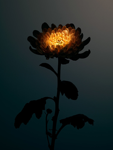 Chrysanthemum