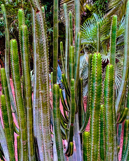Garden at Jardin Majorelle, Marrakech, Morocco Color Awards Winners and Nominees