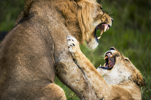 Lions Fighting