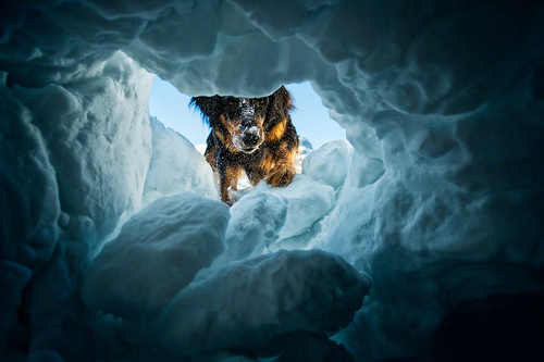 The Avalanche Rescuedog