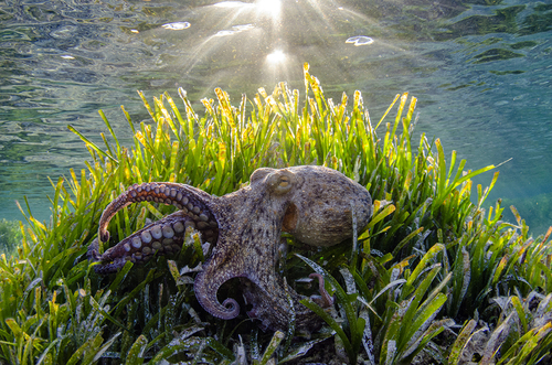 Octopus under the rays