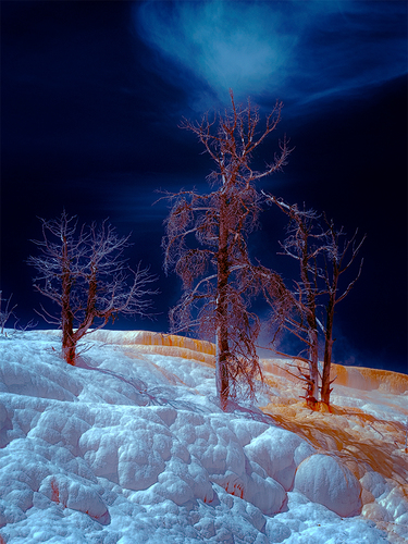 Arboreal Quartet, Mammoth Hot Springs (Infrared)