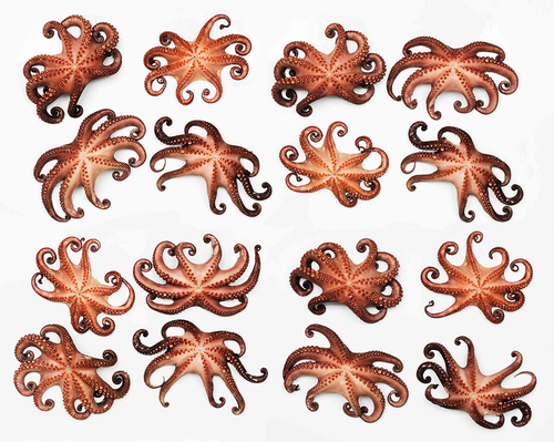 An Octopusses Garden in the Shade