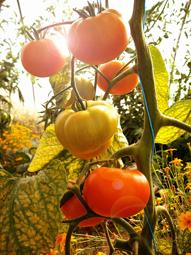 Home grown yellow tomatoes