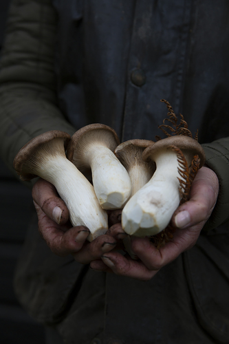 Wild mushrooms dirty hands