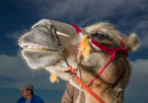 Camel in the Gobi Desert