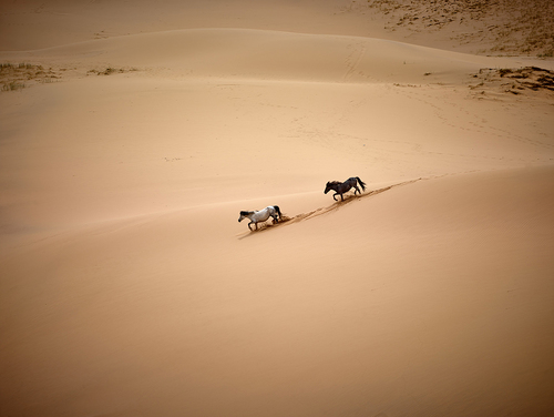 Gobi Desert (2)