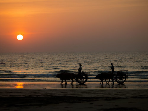 Ox carts in the sunset