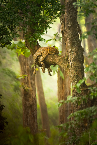 Leopard Slumber