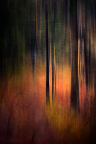 Forest Colors