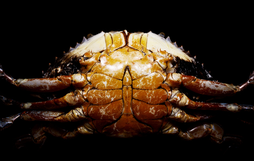 Biological Design - Crab