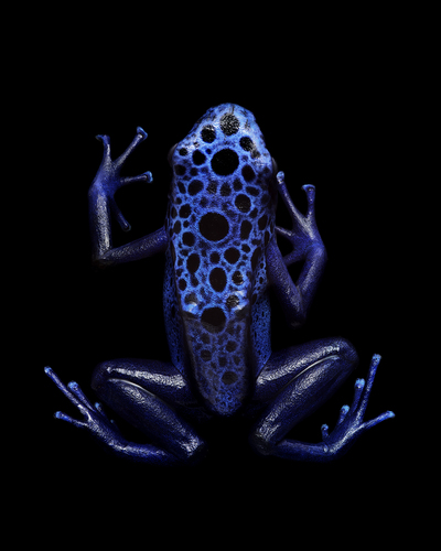 Biological Design - Poison Dart Frog