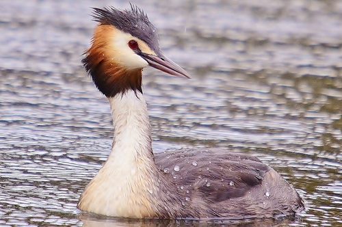 The Great Grebe