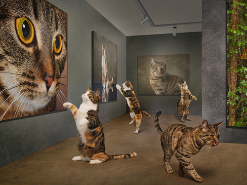 Cat's Gallery