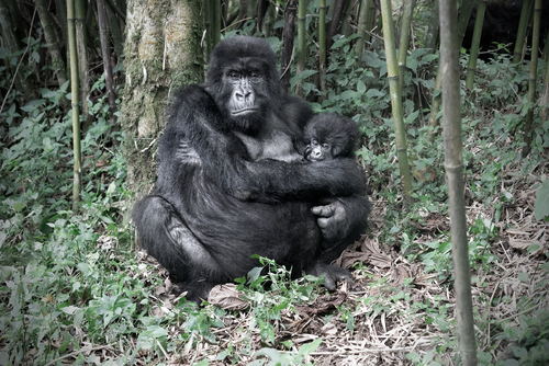 Rwanda Virunga National Park Gorilla mother with baby