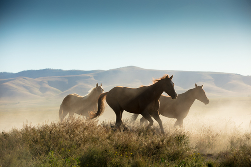 Dawn Horses