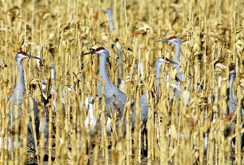 Cranes in the Corn Fields