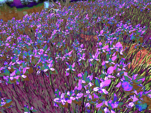 Field of Purple Iris