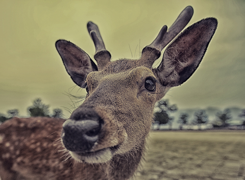 Deer (2)