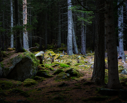 Forest (2)