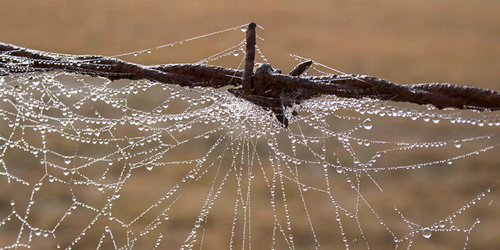 Rust, Dew and Web