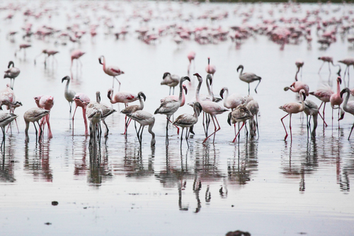 Flamingoes of Amboseli
